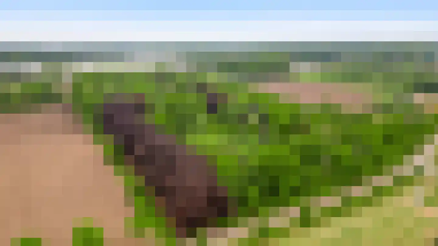 Veld-Oostenrijk 12 Horst thumbnail 5