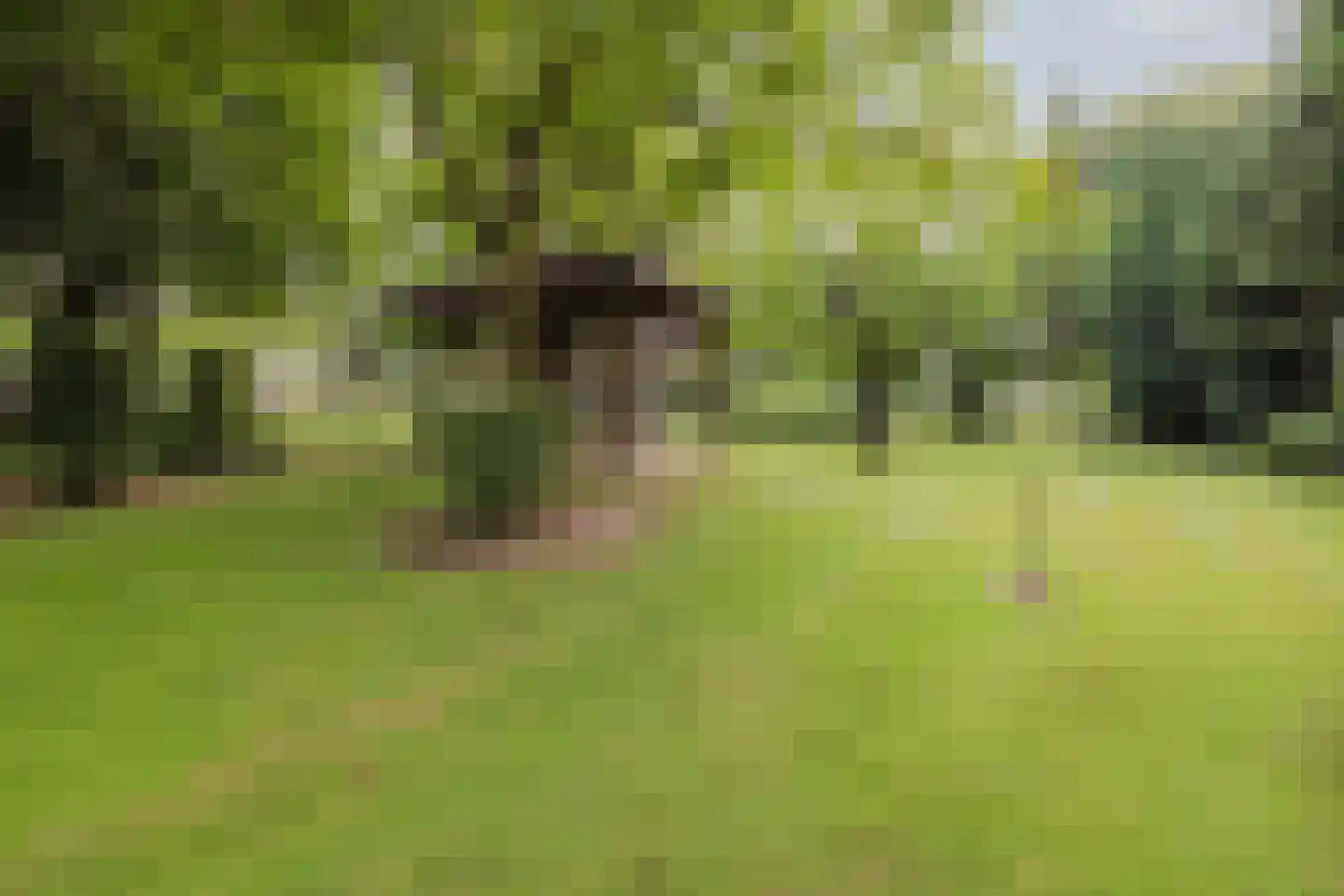 Veld-Oostenrijk 28 Horst thumbnail 59