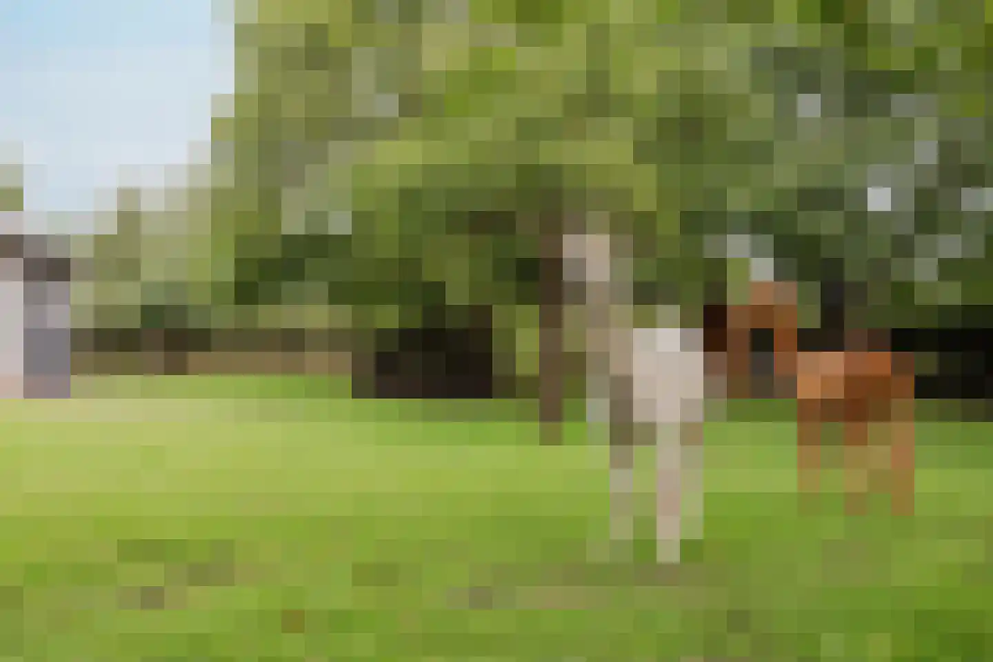 Veld-Oostenrijk 28 Horst thumbnail 88