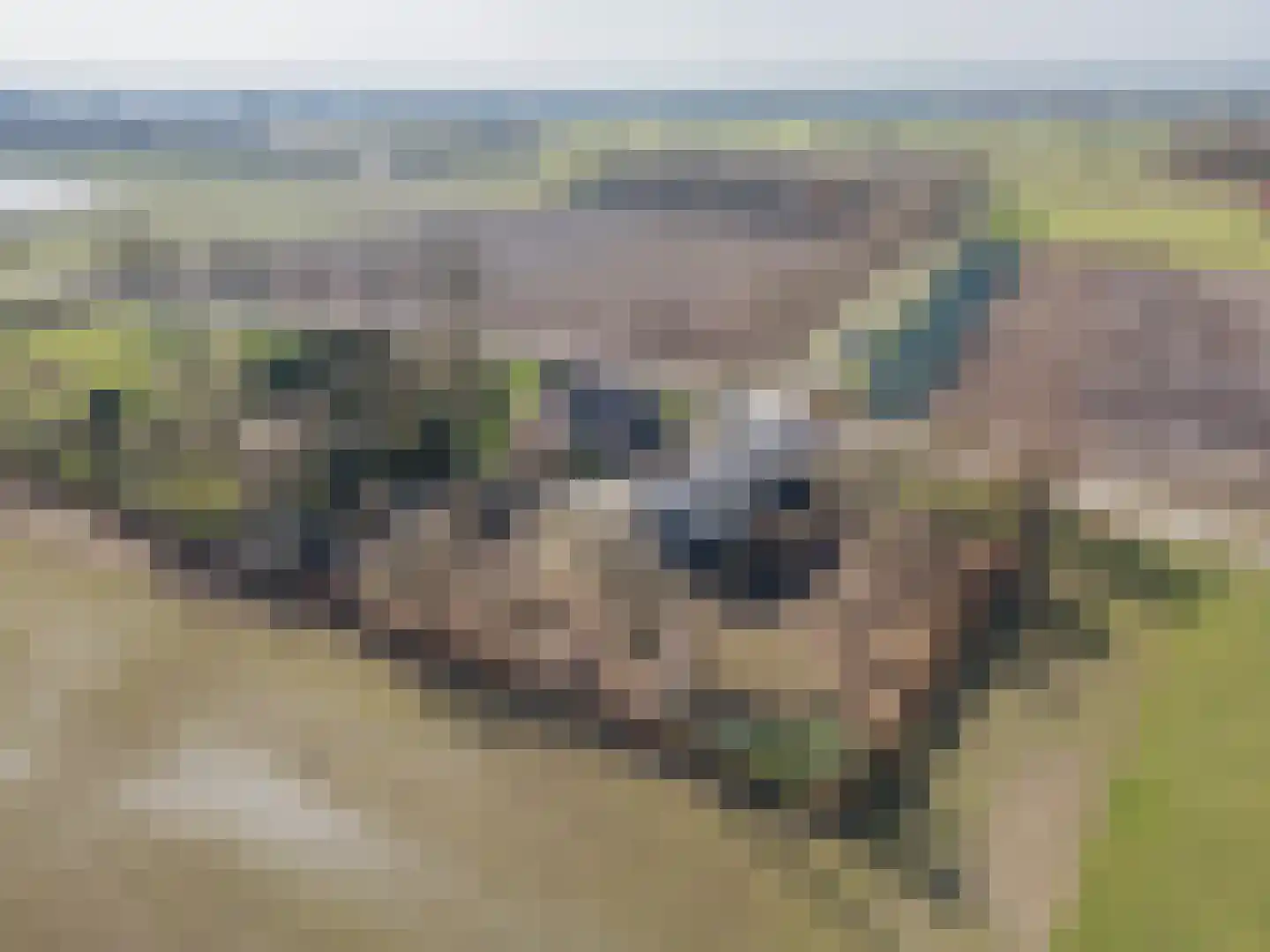 Veld-Oostenrijk 28 Horst thumbnail 89