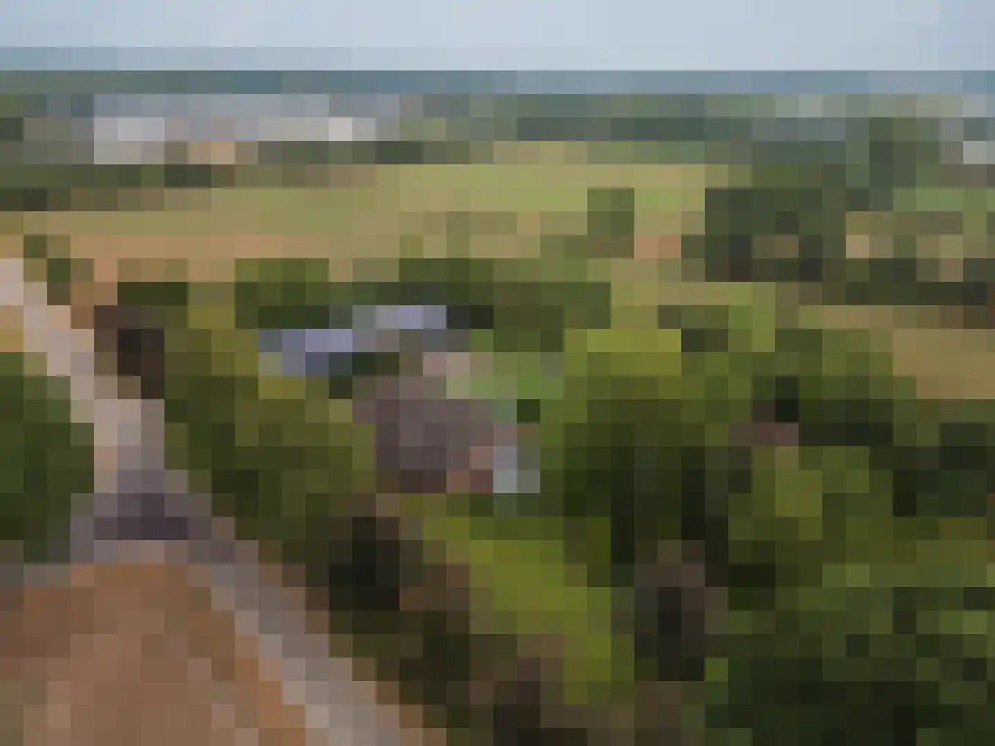 Veld-Oostenrijk 28 Horst thumbnail 91