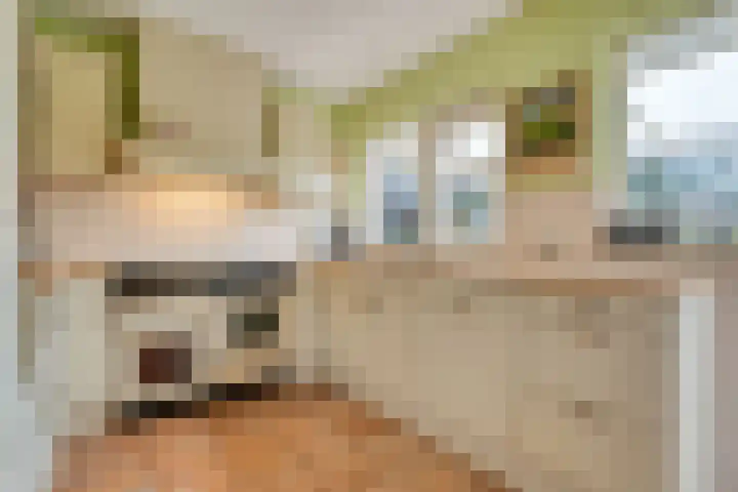 Veldakkers 50 Sleen thumbnail 14