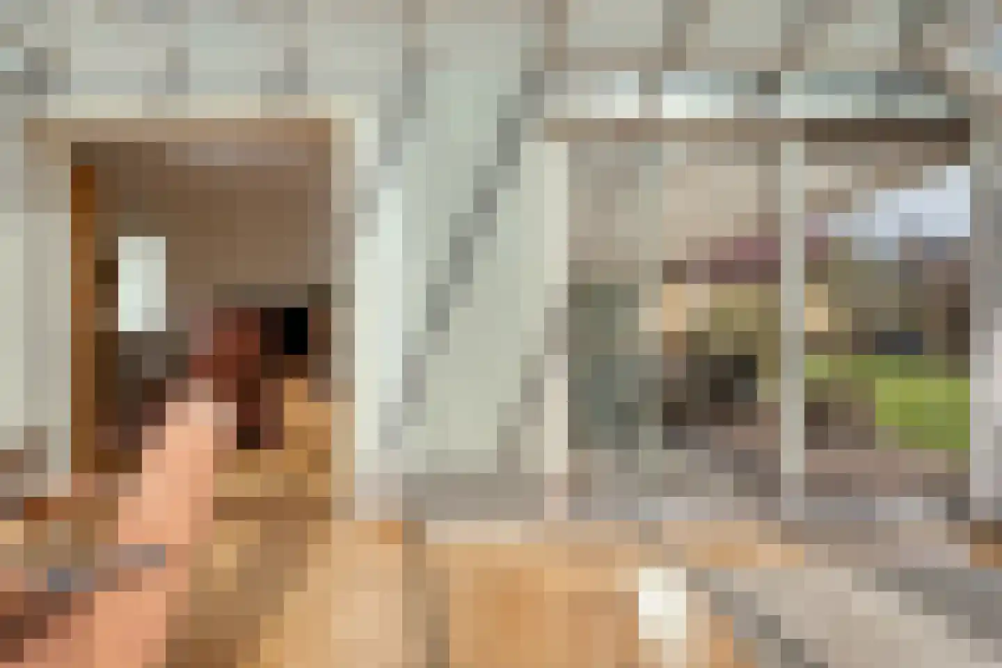 Veldakkers 50 Sleen thumbnail 23