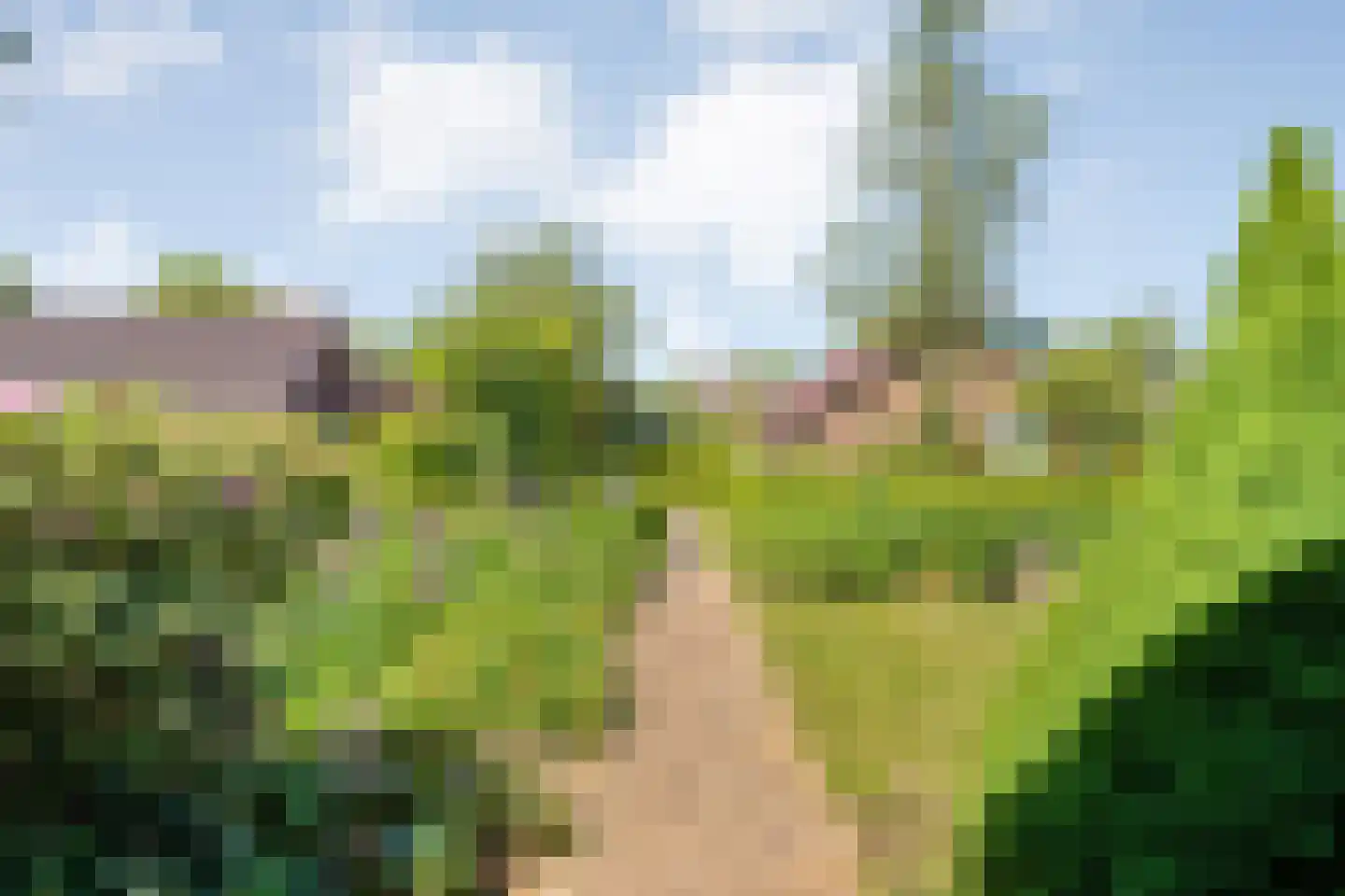 Veldakkers 50 Sleen thumbnail 4