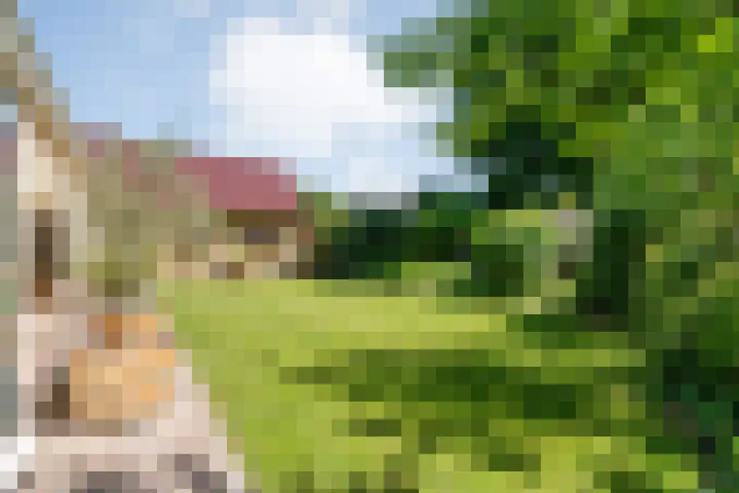 Veldakkers 50 Sleen thumbnail 50