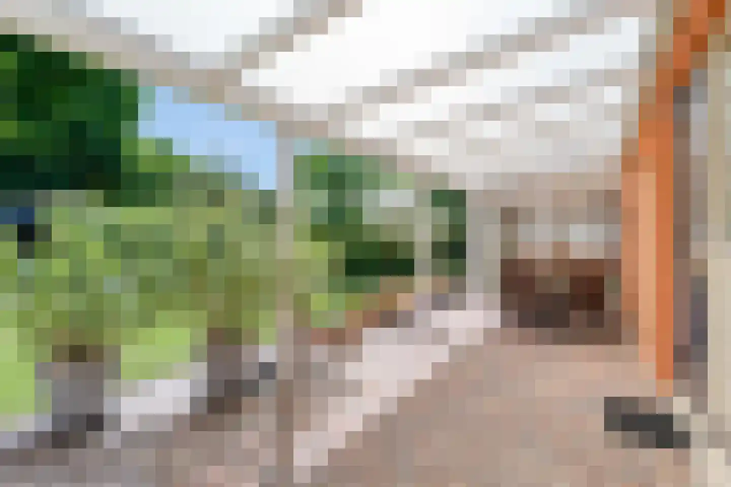 Veldakkers 50 Sleen thumbnail 55