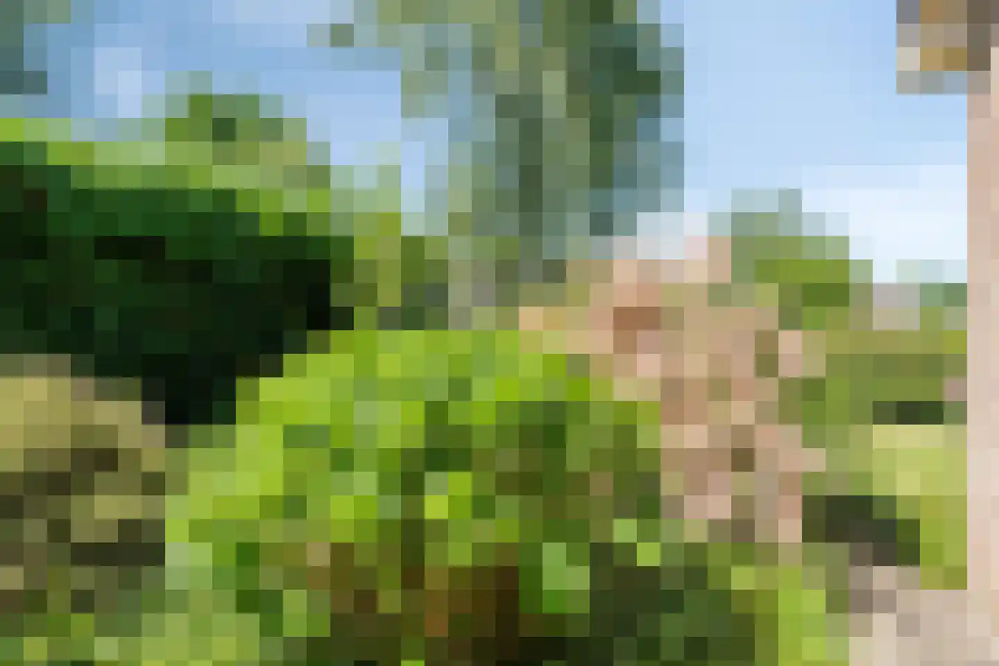 Veldakkers 50 Sleen thumbnail 6