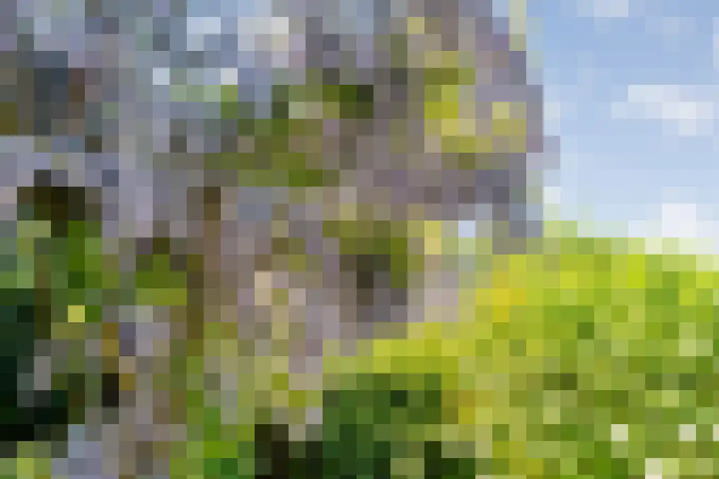 Veldakkers 50 Sleen thumbnail 61