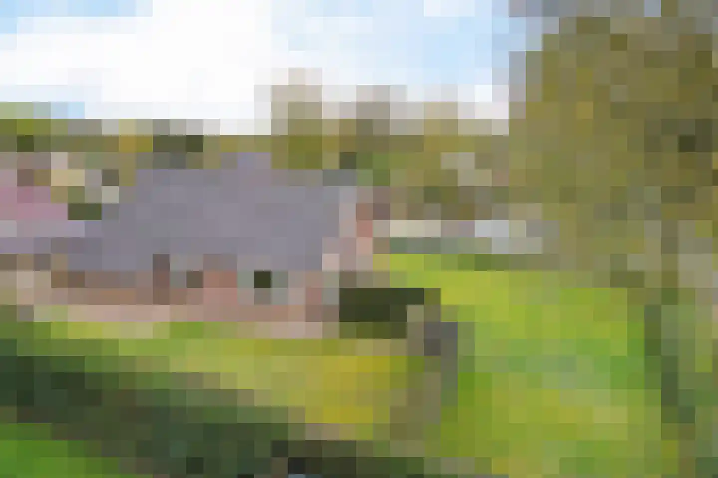 Veldakkers 52 Sleen thumbnail 29