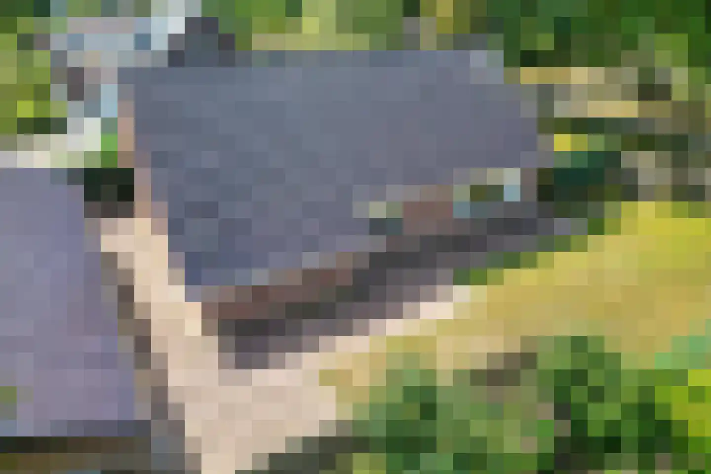 Veldakkers 52 Sleen thumbnail 36