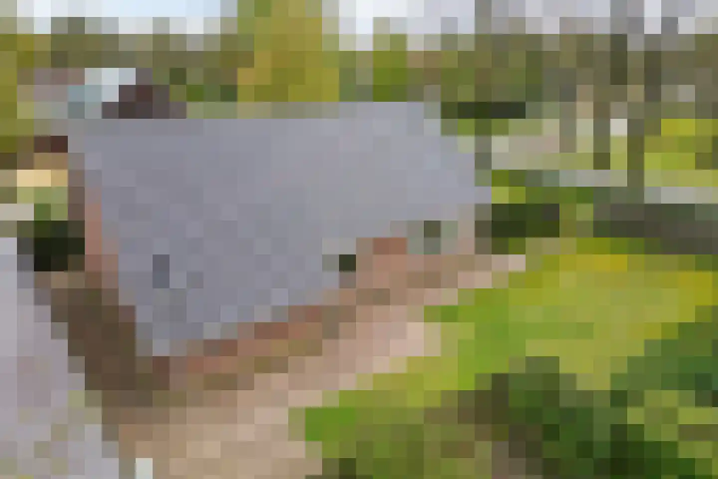 Veldakkers 52 Sleen thumbnail 36