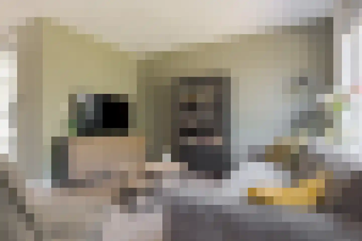 Veldakkers 62 Borger thumbnail 16