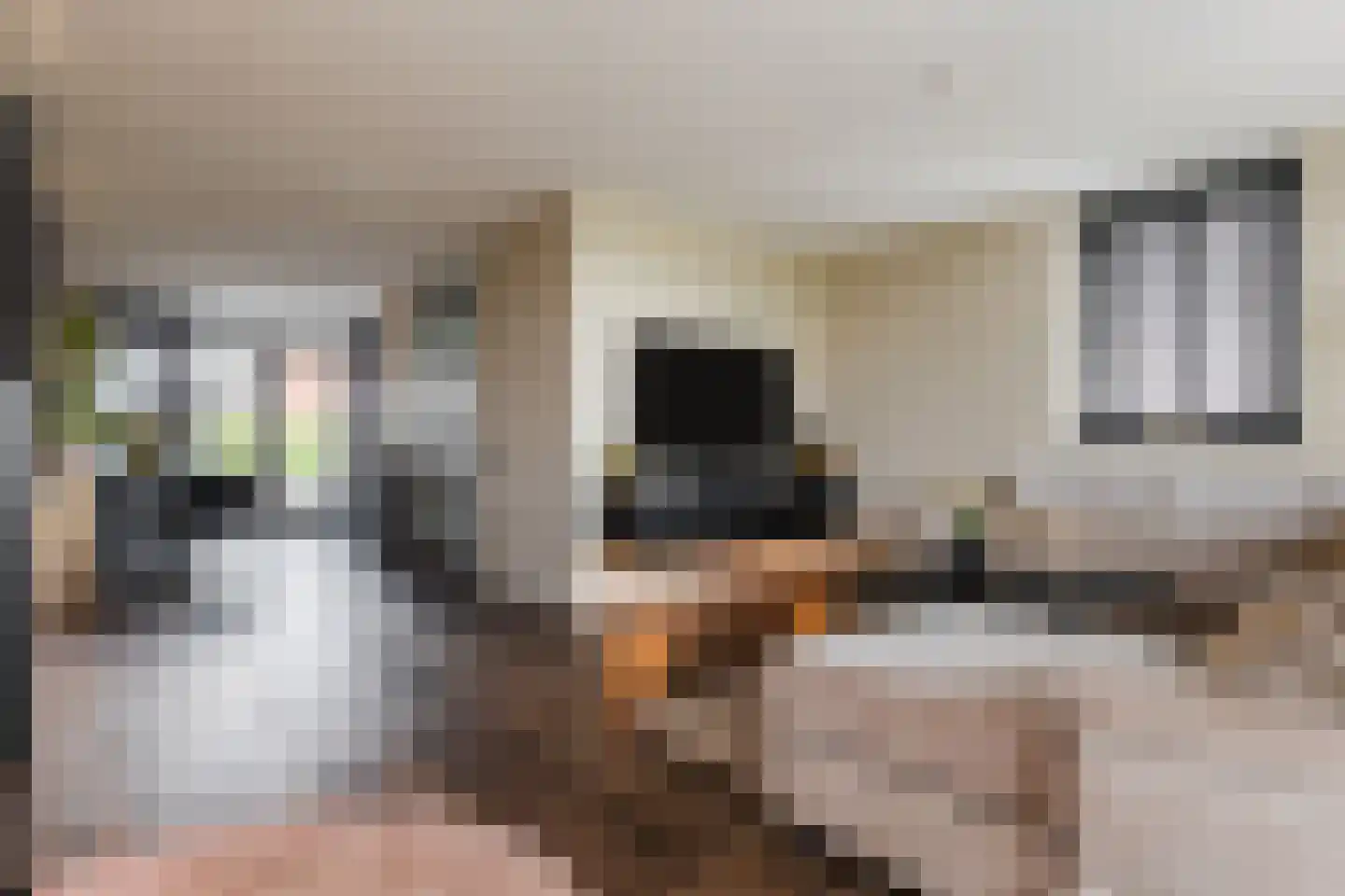 Veldbeemd 14 Meppel thumbnail 4
