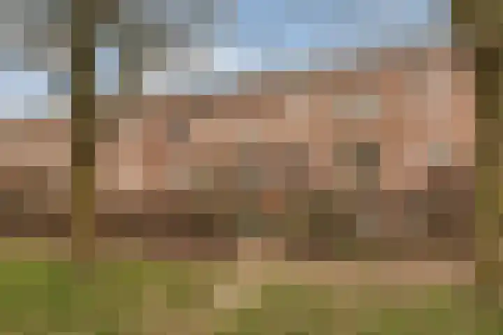 Veldbeemdgras 12 Zwolle thumbnail 37