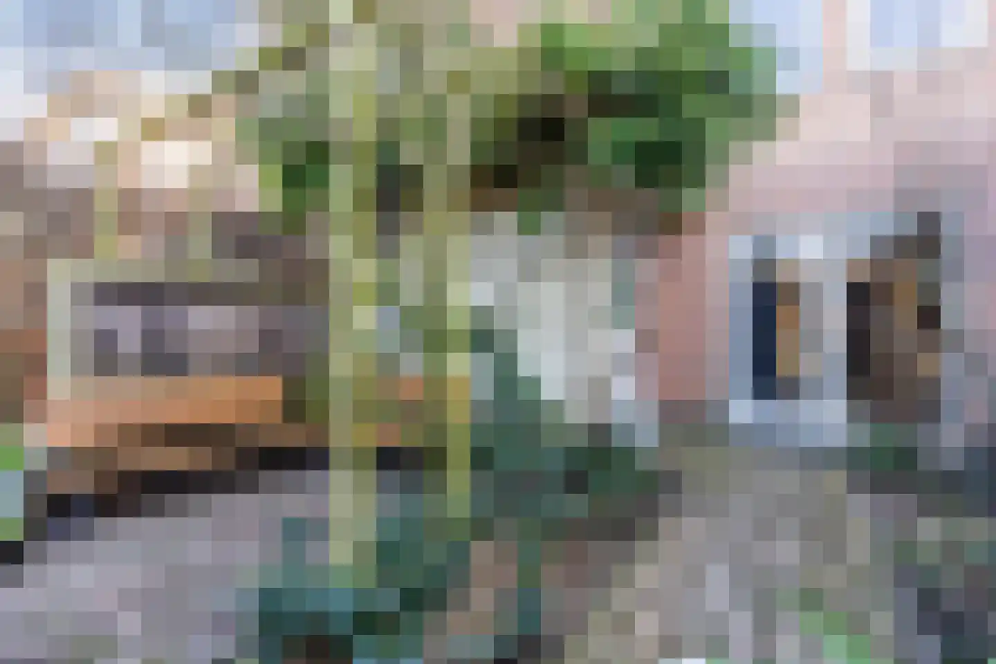 Veldbeemdgras 32 Zwolle thumbnail 46