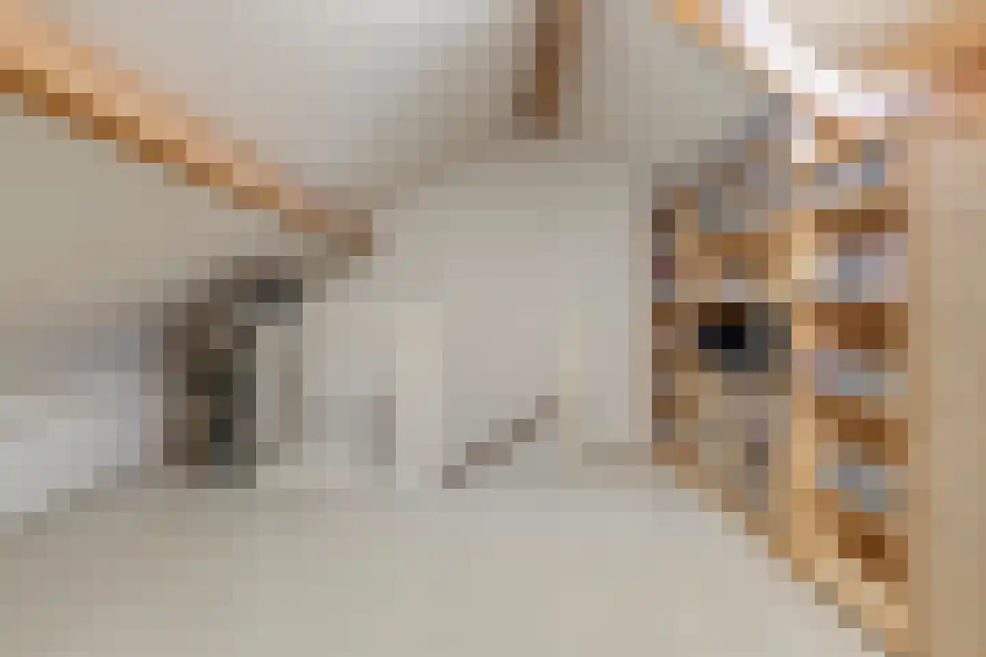 Veldbies 33 Terheijden thumbnail 23