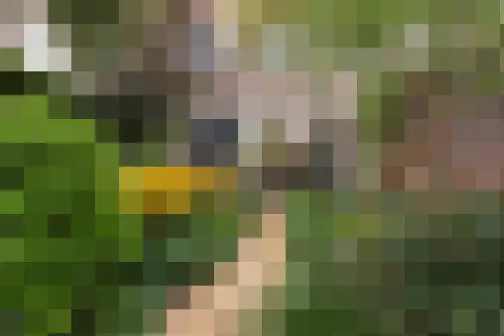 Veldbloemenlaan 18 Woerden thumbnail 25