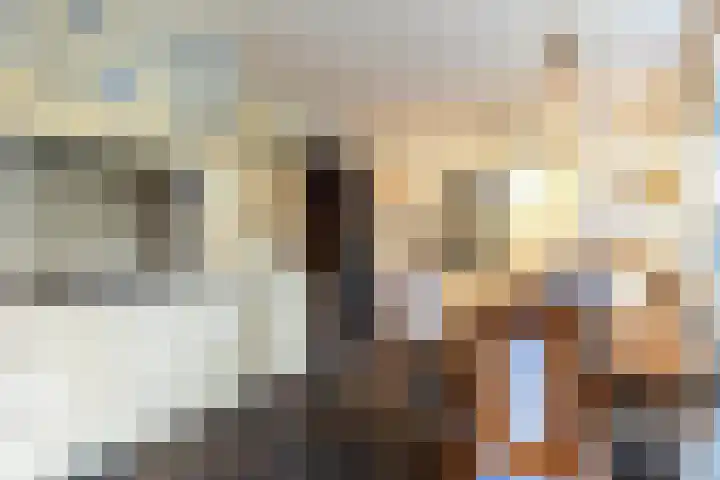 Veldekster 25 Ugchelen thumbnail 17