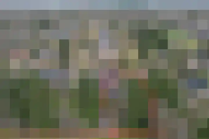 Veldekster 25 Ugchelen thumbnail 71