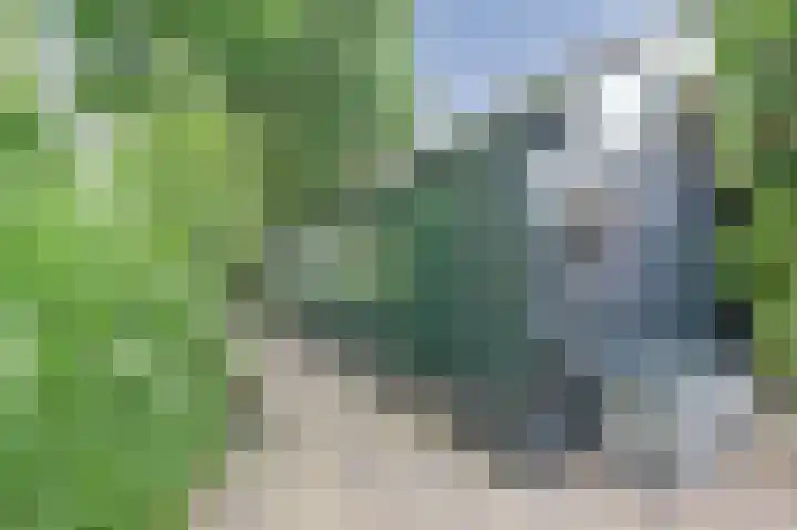 Veldekster 42 Ugchelen thumbnail 34