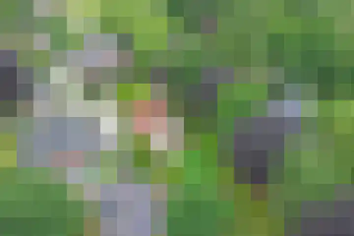 Veldekster 42 Ugchelen thumbnail 38