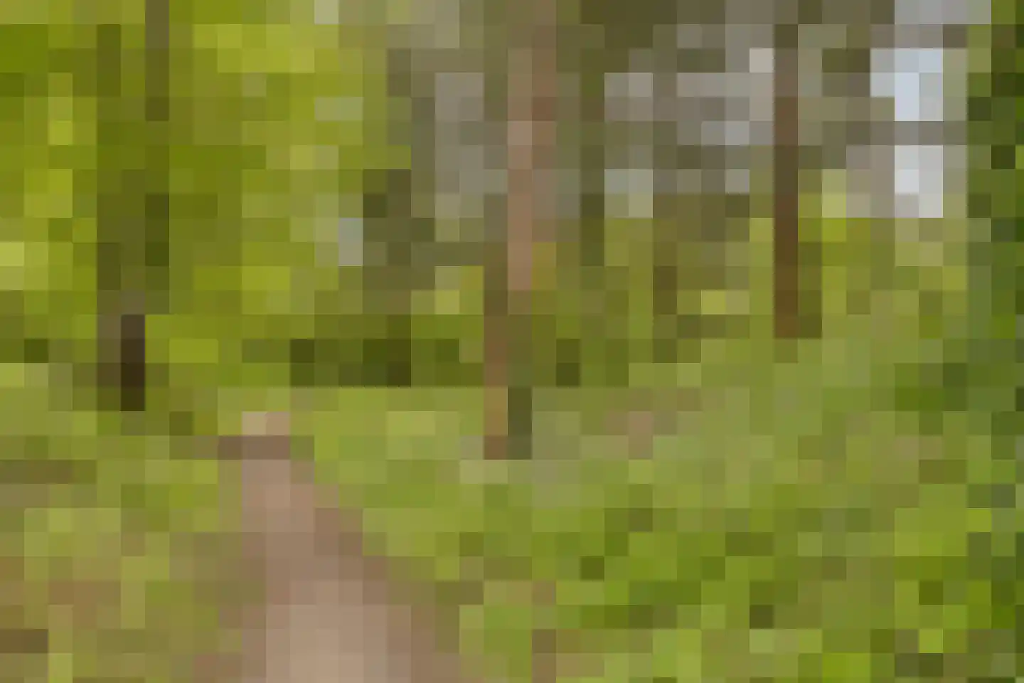 Veldekster 53 Ugchelen thumbnail 41