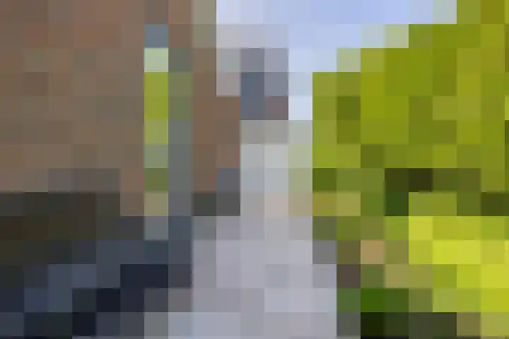 Veldesdoorn 11 Heiloo thumbnail 21