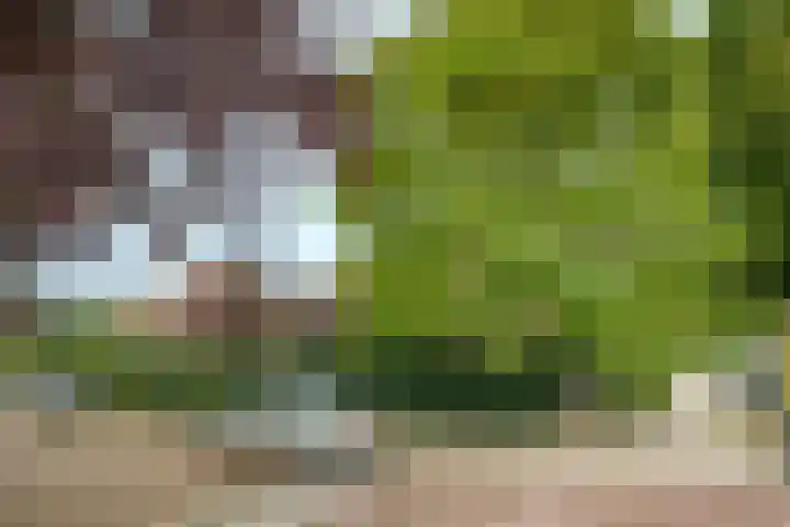 Veldheimlaan 51 Zeist thumbnail 34