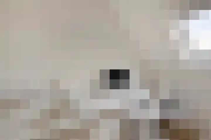 Veldjesstraat 4 Eijsden thumbnail 34