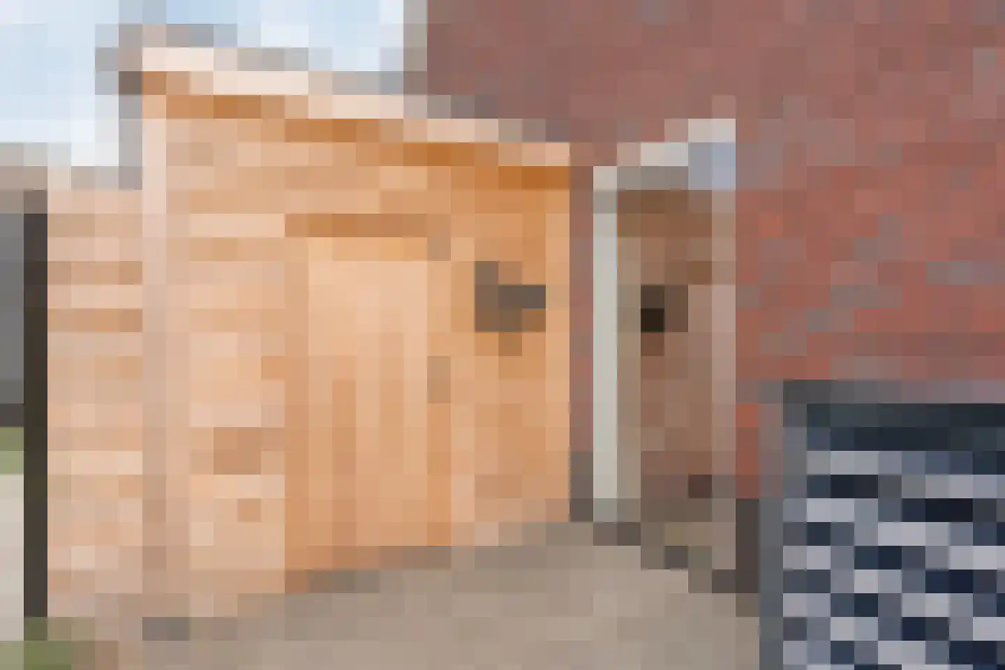 Veldkamp 9 Overdinkel thumbnail 36