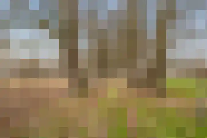Veldkeizerdijk 4 Gelselaar thumbnail 13