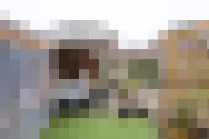 Veldkrekel 3 Eerbeek thumbnail 30