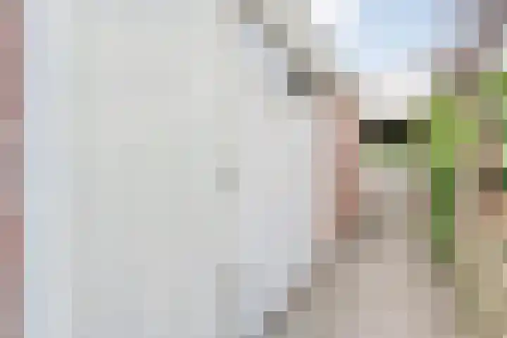 Veldlaan 56 Emmen thumbnail 36
