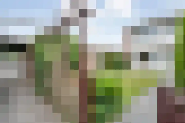 Veldlaan 56 Emmen thumbnail 4
