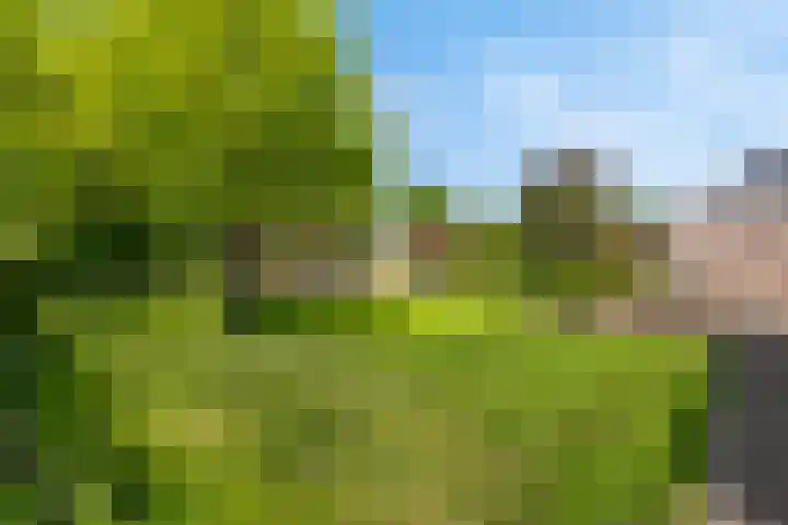 Veldleeuwerik 1 Tubbergen thumbnail 24