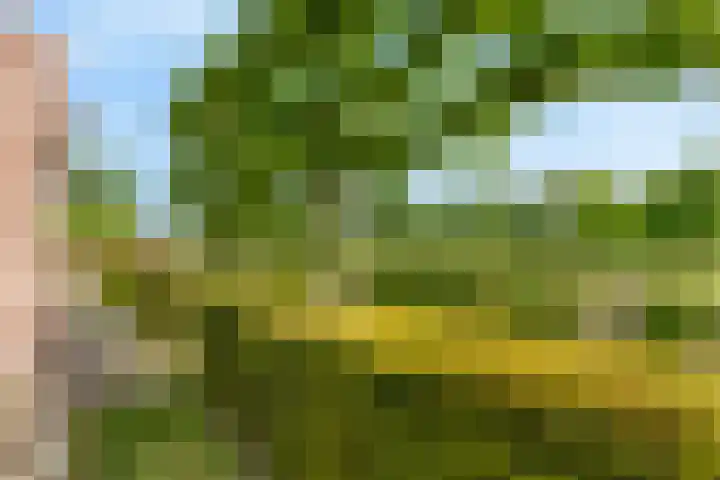 Veldleeuwerik 1 Tubbergen thumbnail 8