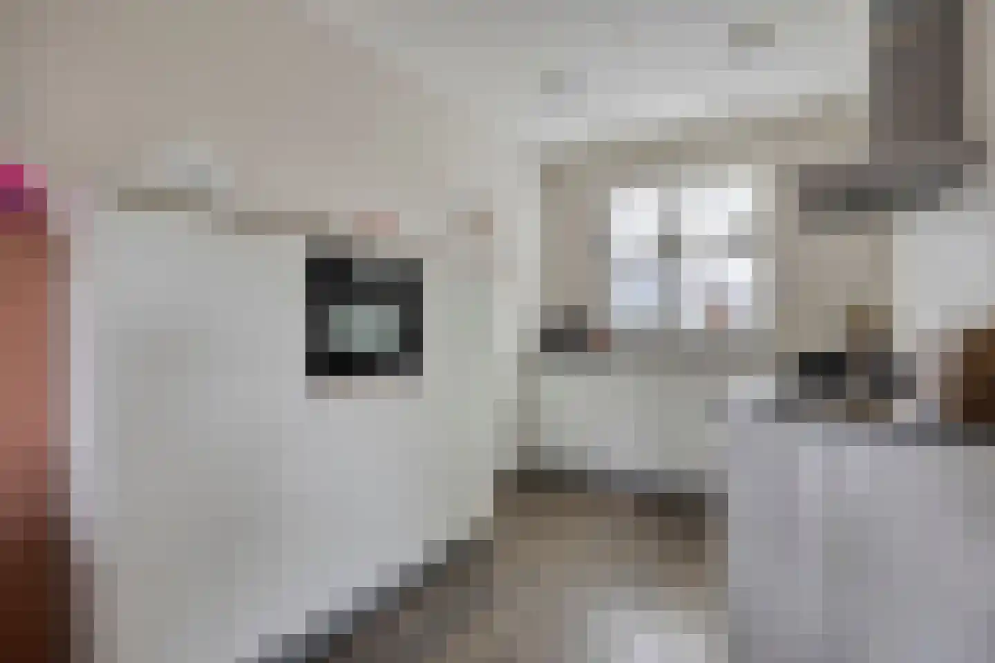 Veldleeuwerik 10 Bruchem thumbnail 13