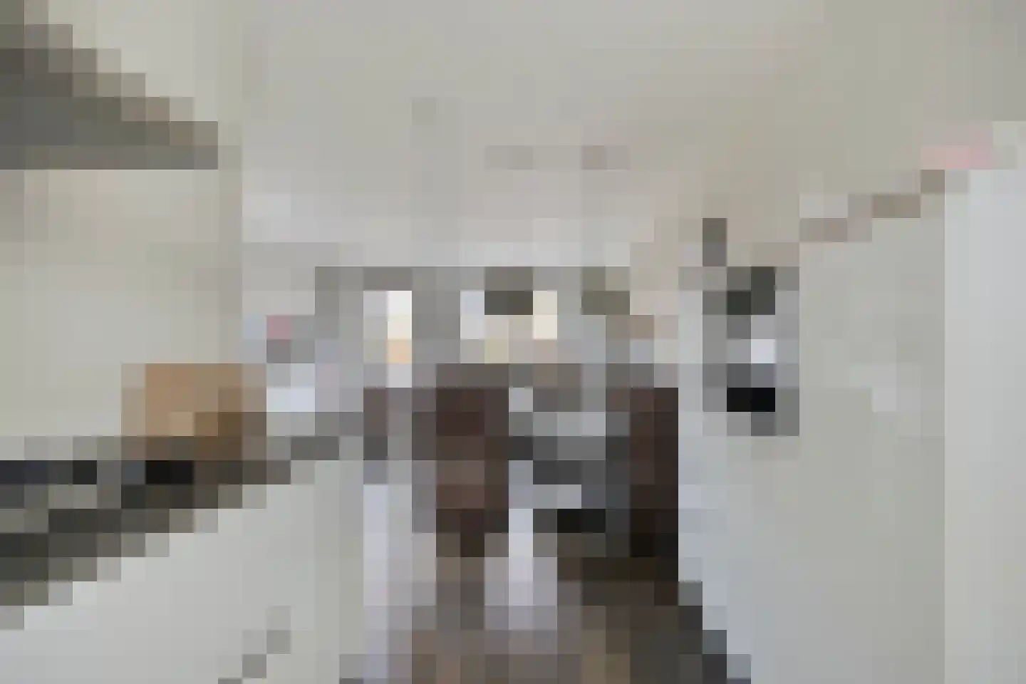 Veldleeuwerik 10 Bruchem thumbnail 16