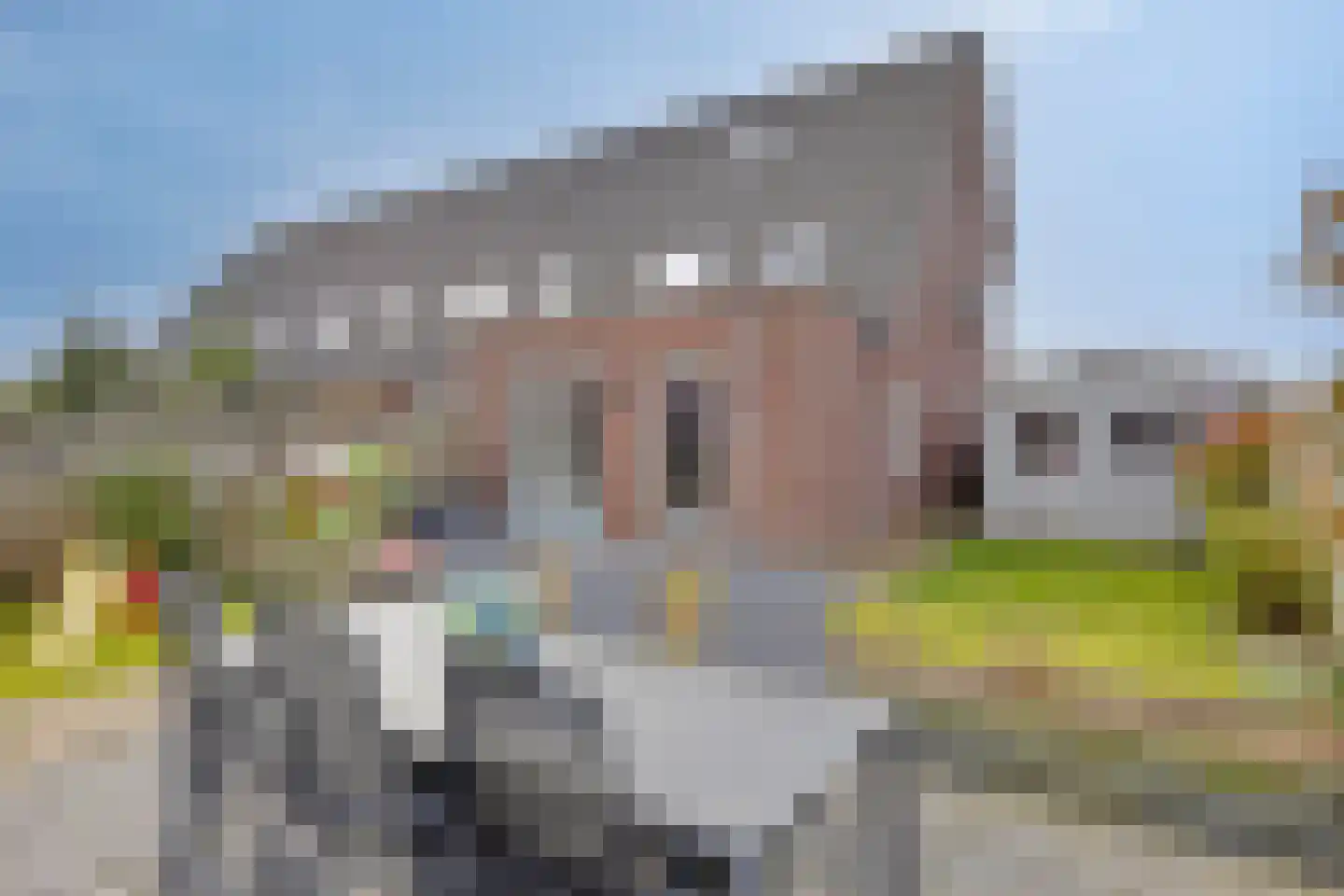 Veldleeuwerik 10 Bruchem thumbnail 30