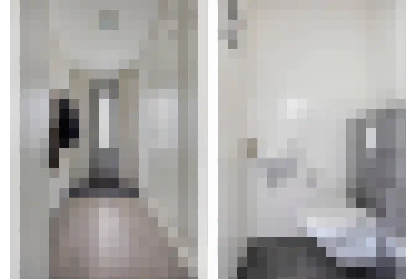 Veldleeuwerik 10 Bruchem thumbnail 7