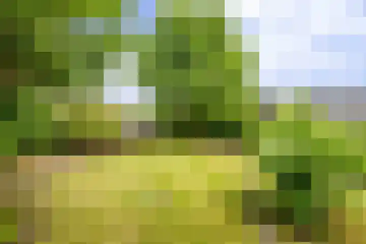 Veldleeuwerik 21 Venray thumbnail 39