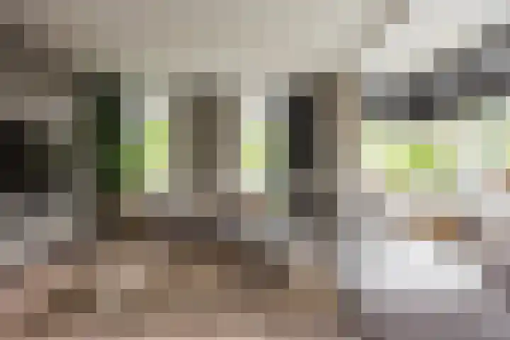 Veldleeuwerik 3 Tubbergen thumbnail 17