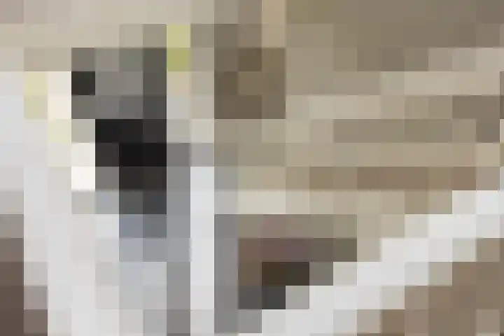 Veldleeuwerik 3 Tubbergen thumbnail 36
