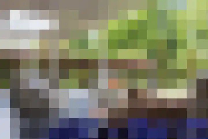 Veldleeuwerik 3 Tubbergen thumbnail 51