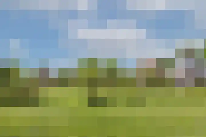 Veldleeuwerik 3 Tubbergen thumbnail 6