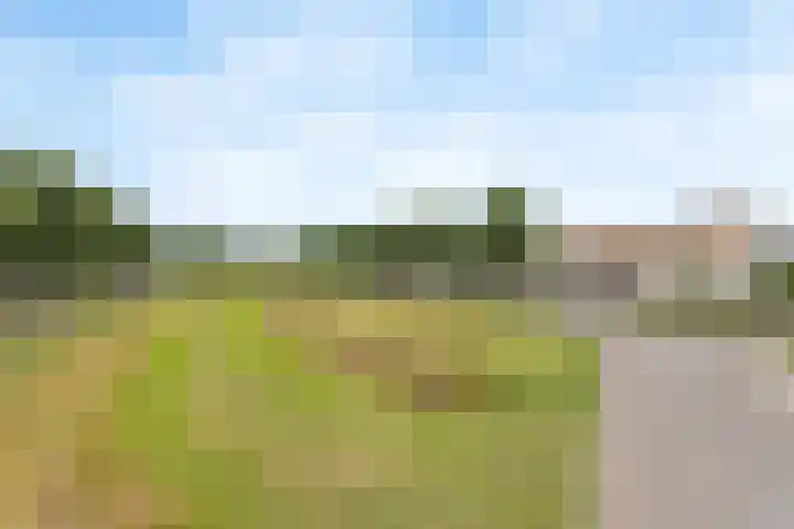 Veldleeuwerik 33 Tubbergen thumbnail 20