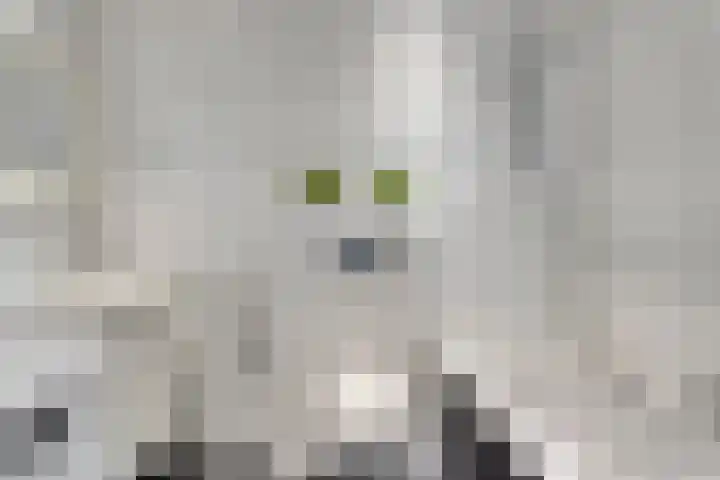 Veldmaarschalk Montgomerylaan 669 D Eindhoven thumbnail 21