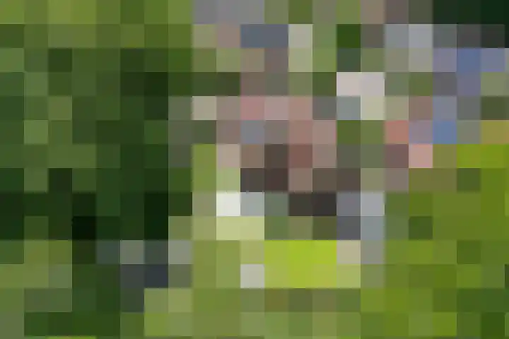 Veldmanserve 35 Hellendoorn thumbnail 49
