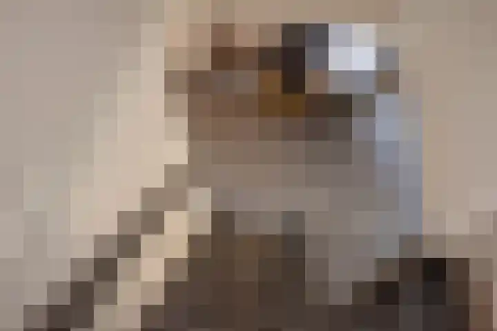 Veldmuizenpad 13 Delft thumbnail 20