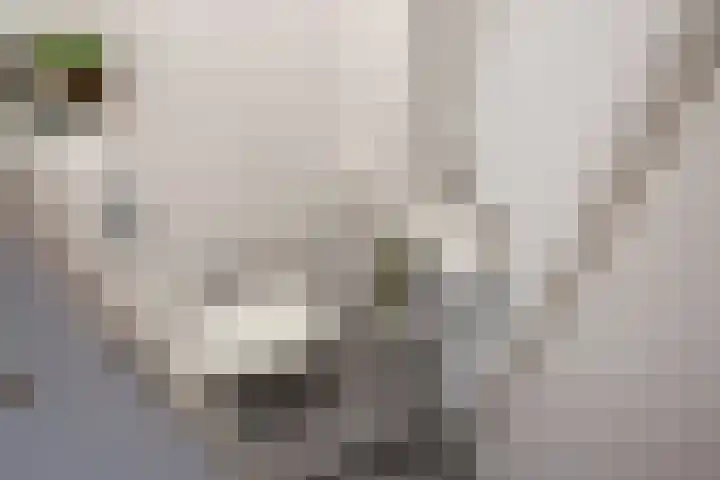Veldmuizenpad 13 Delft thumbnail 9